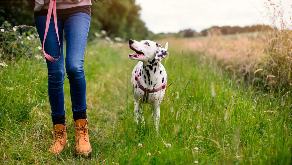 Woman walking a dalmatian