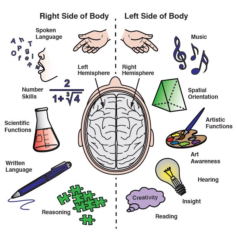 The hemispheres of the brain. Left hemisphere: Right hand, Spoken language, Number skills, Scientific functions, Written language, Reasoning.  Right hemisphere: Left hand, Music, Spatial Orientation, Artistic functions, Art awareness, Insight, Creativity